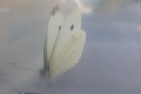 Pieris rapae