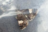 Tyta luctuosa