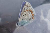 Polyommatus icarus
