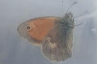 Coenonympha pamphilus