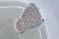 Polyommatus icarus