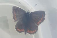 Aricia agestis