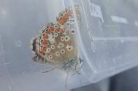 Aricia agestis