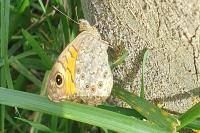 Lasiommata megera