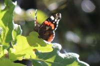 Vanessa atalanta