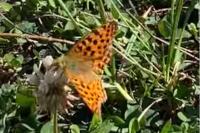 Issoria lathonia