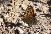 Lasiommata megera