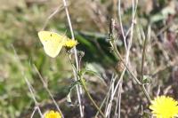 Colias crocea