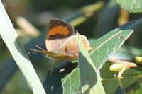 Thecla betulae