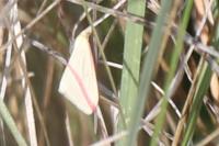 Rhodometra sacraria