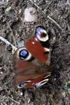 Aglais io
