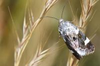 Acontia lucida
