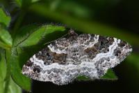 Epirrhoe alternata