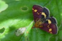 Pyrausta aurata