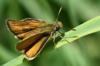 Thymelicus sylvestris