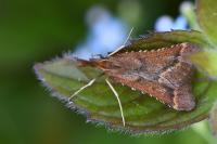 Synaphe punctalis