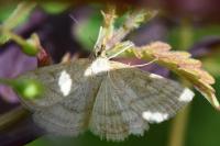 Psammotis pulveralis
