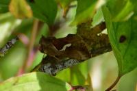 Macdunnoughia confusa