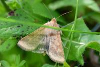 Helicoverpa armigera