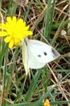 Pieris rapae