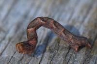 Cyclophora linearia