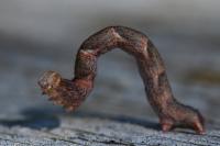 Cyclophora linearia