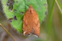 Acleris
