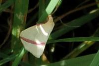 Rhodometra sacraria