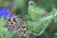 Carcharodus alceae