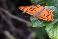 Polygonia c-album