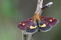 Pyrausta aurata