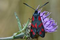 Zygaena filipendulae