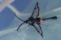 Synanthedon myopaeformis