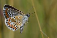 Aricia agestis