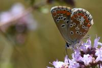 Aricia agestis