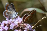 Aricia agestis