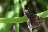 Erynnis tages