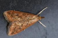 Udea ferrugalis