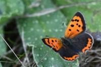 Lycaena phlaeas