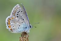Polyommatus icarus