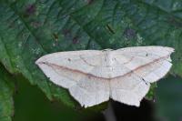 Timandra comae