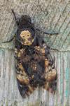 Acherontia atropos