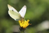 Pieris rapae