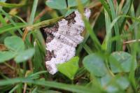 Xanthorhoe fluctuata