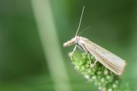 Agriphila straminella