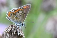Aricia agestis