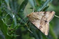 Heliothis viriplaca