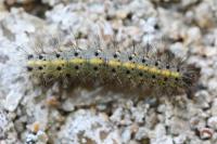 Phragmatobia fuliginosa