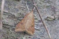 Udea ferrugalis