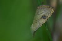 Rivula sericealis